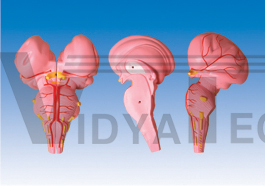 The model of brainstem sagittal section